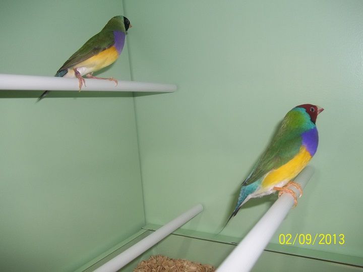 La reproduction du diamant de Gould
